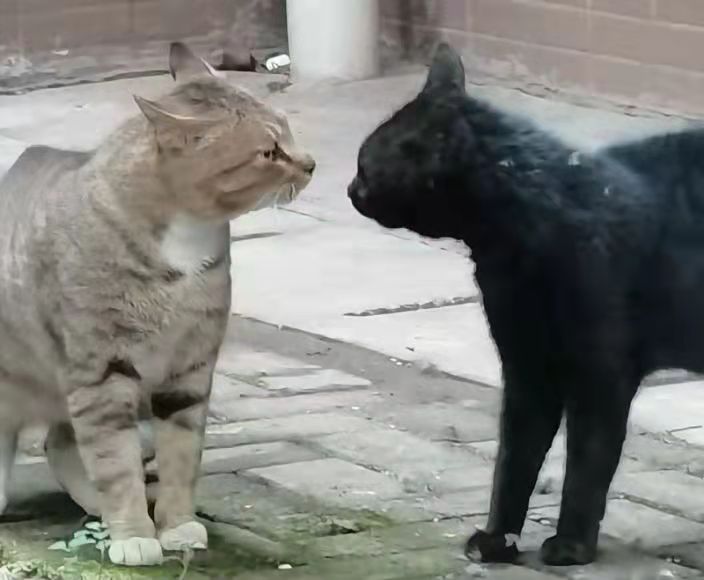 两只吵架的野猫.jpg