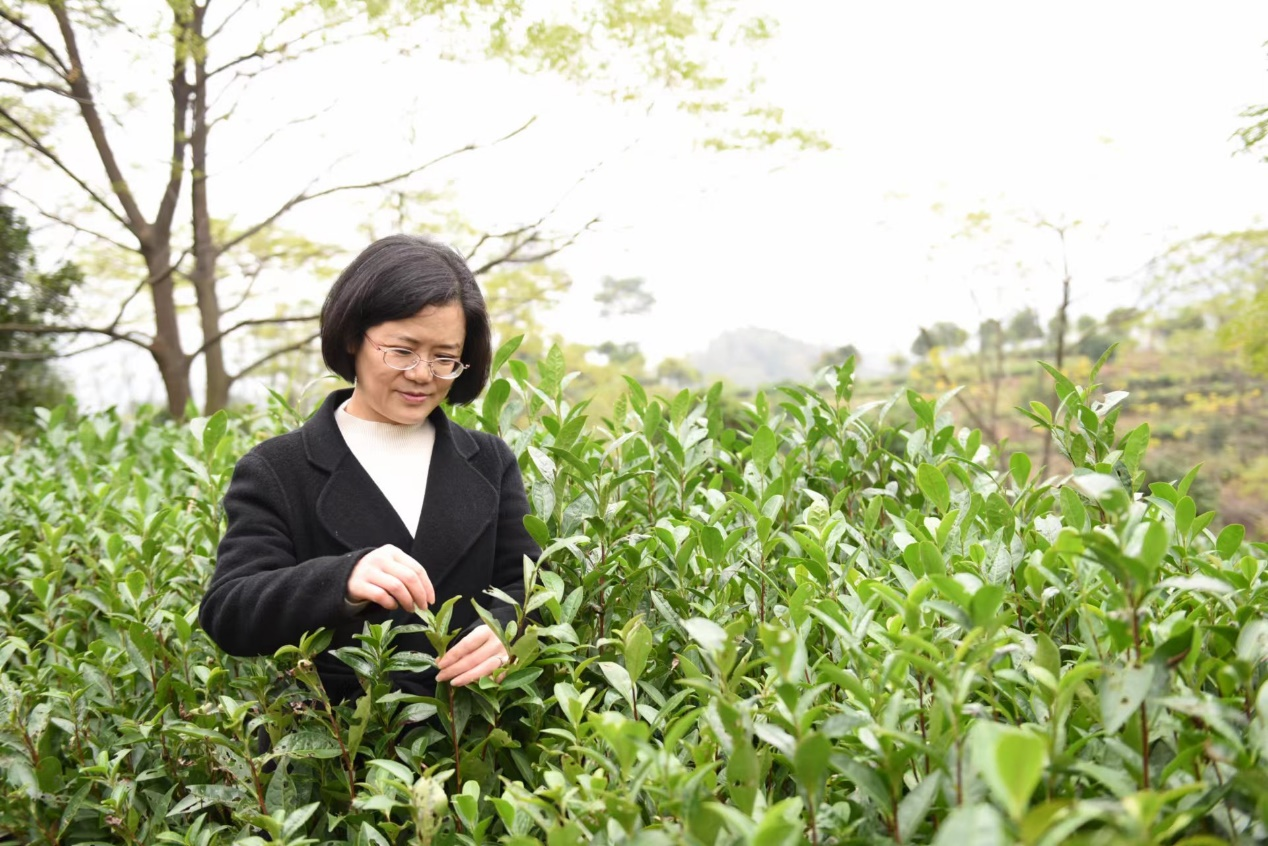 湖南红茶“十大产品品牌”之凤娇碣滩红茶：一个浪漫主义者的“诗与远方”