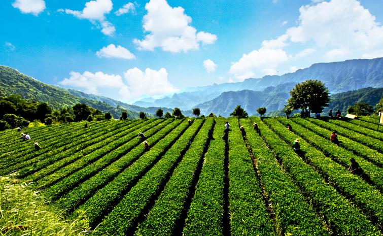 湖南红茶“十大制茶工匠”之覃小洪：苍翠群中起一峰