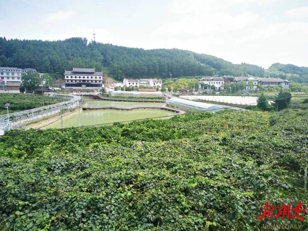 湖南日报版面头条｜瓜果飘香地 景美民共富——凤凰县廖家桥镇菖蒲塘村见闻