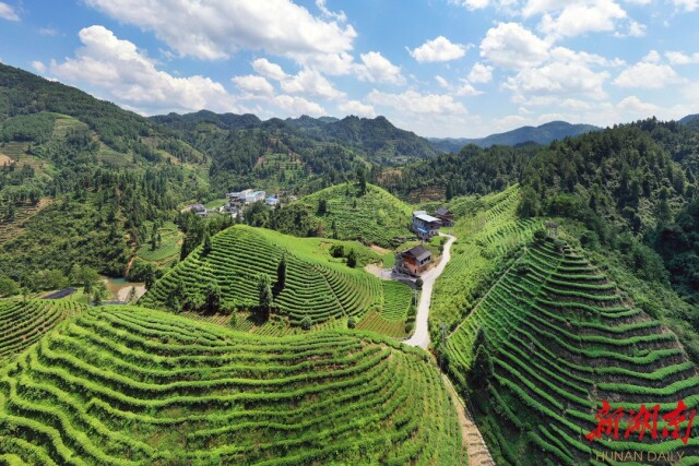 湘西黄金茶和保靖黄金茶共摘十一届“中绿杯”“双金” 湘西州茶叶总面积已达91.1万亩