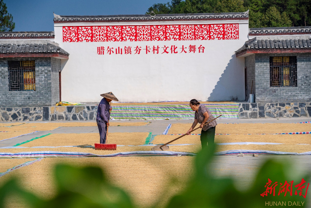 组图丨乡村晒谷忙