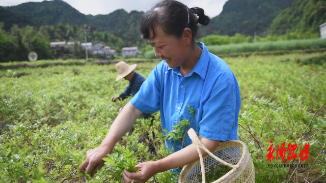 永顺县毛坝乡：“1+7”村企抱团壮大村集体经济