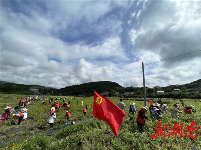 永顺县毛坝乡：抓党建促振兴 建制村集体经济强力突围