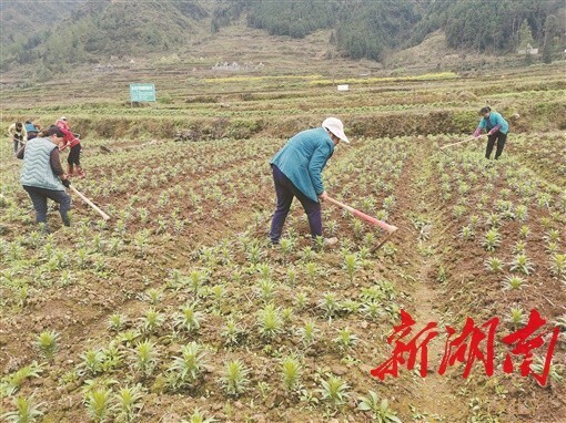 七绝｜黄叶：壬寅腊月廿二日咏小龙先生所种百合花