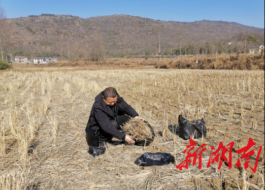 花垣县农业农村局农技人员一线助力农业生产