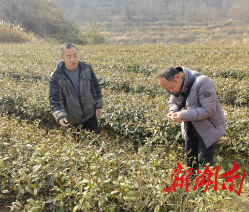 花垣县农业农村局农技人员一线助力农业生产