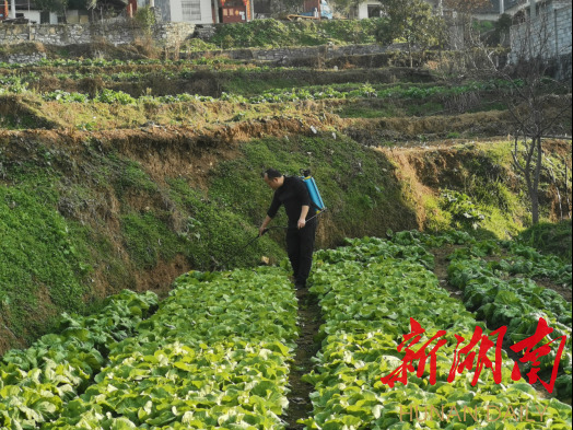 花垣县农业农村局农技人员一线助力农业生产