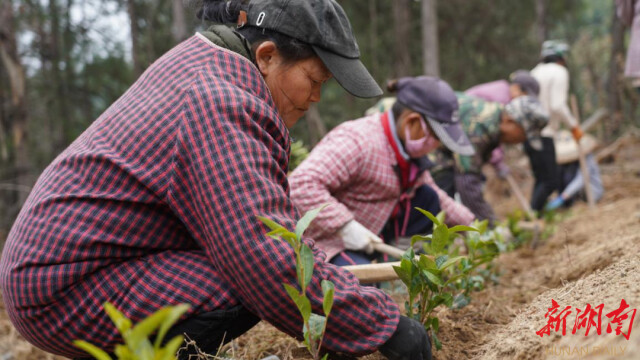 古丈：不误农时种茶忙