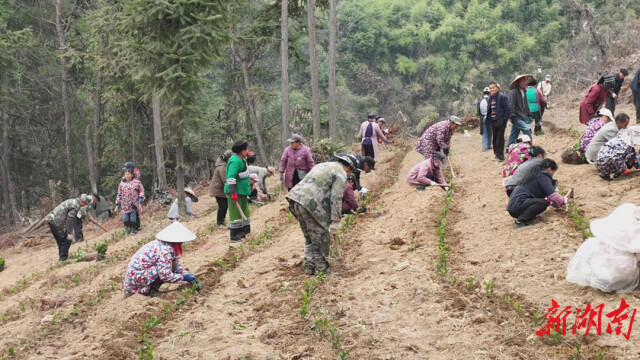 古丈：不误农时种茶忙