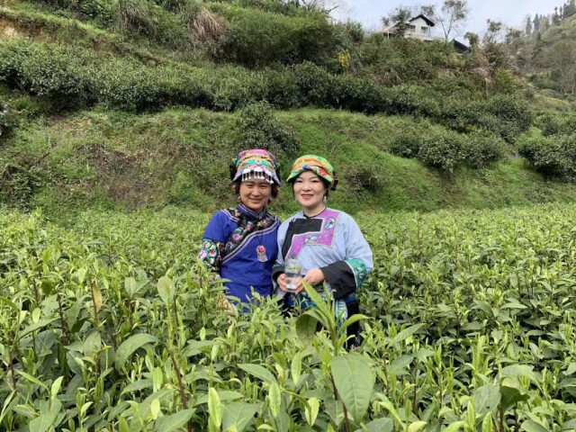 茶人专访丨张双静：与茶相伴 源自偶然 皆是必然