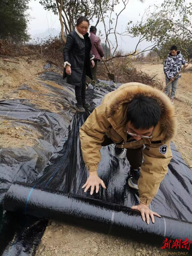 吉首大学五官村“永顺莓茶”品种研究基地加盖防草地膜