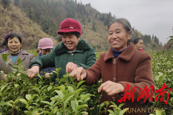 保靖县：开展采茶工技能培训 积极备战春茶采收