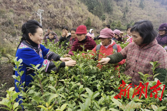 保靖县：开展采茶工技能培训 积极备战春茶采收