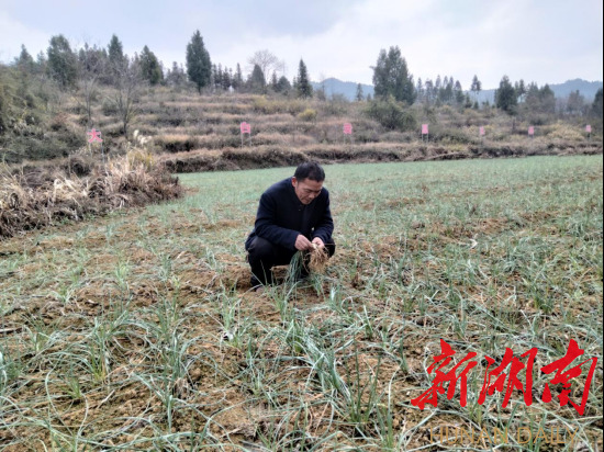 保靖县：大白岩村岩“开花”