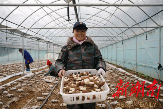 保靖县：细雨迎春乡村美  羊肚菌生助振兴