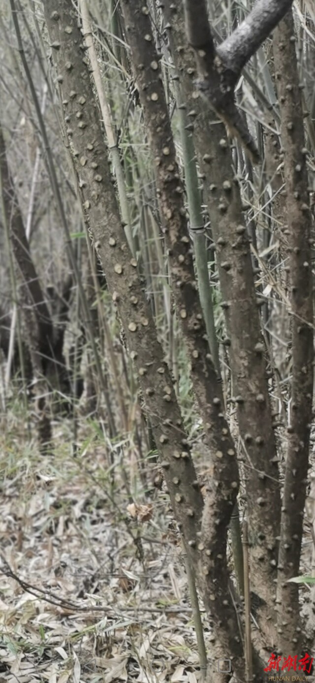 散文丨张颖：黔山风景独好