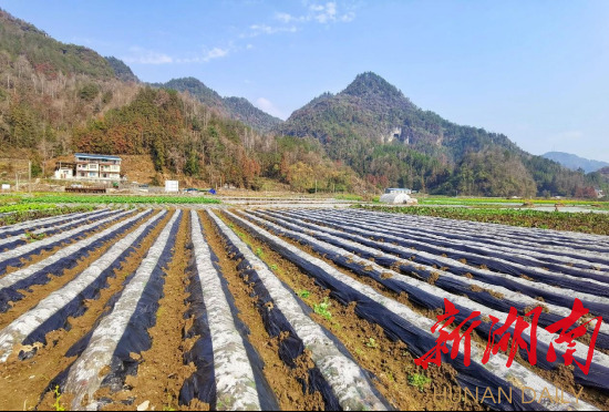 湘西州、吉首市气象农业部门抢抓农时 联合为春耕春管“支招”