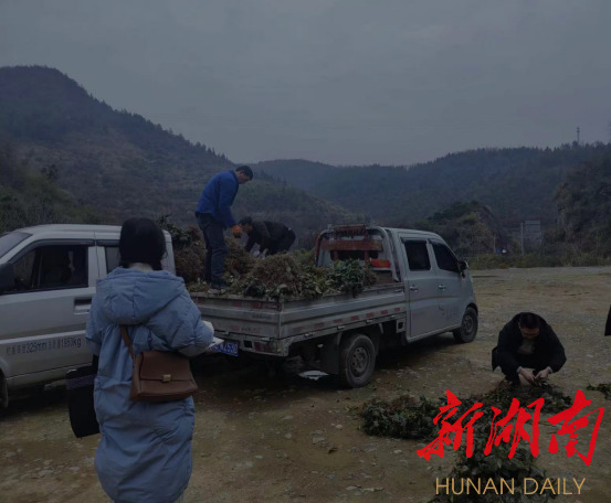 吉首：政府买单开展茶园补植工作