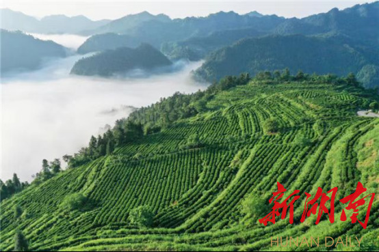 小巧毛尖茶 宽广致富路——古丈县探索“茶文化+”发展新路子，跑出民族地区经济发展加速度