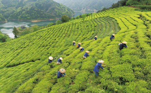 安化：村民在“中国十大最美茶园”——凤凰岛茶园采茶@湖南日报图片新闻
