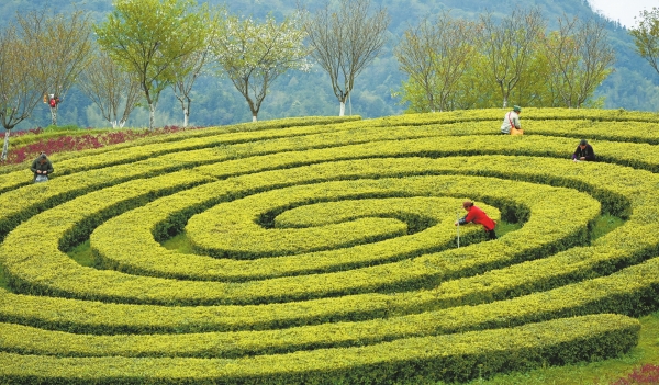 采摘明前茶