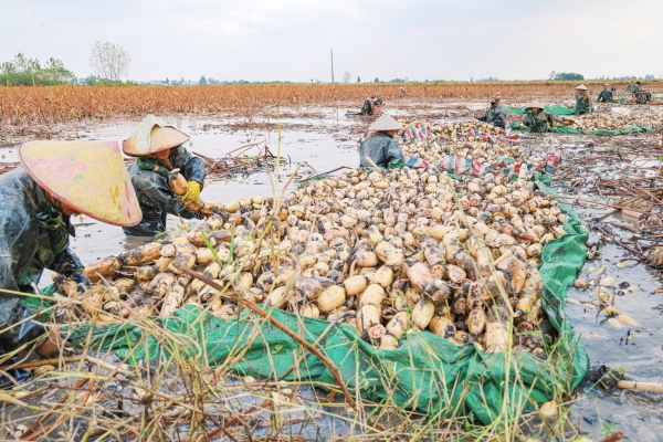 南县乌嘴乡又东村莲藕丰收了！|湖南日报图片新闻