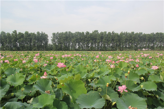 大通湖周边的部分池塘，种上了荷花、水草，实现生态养殖转型。.jpg