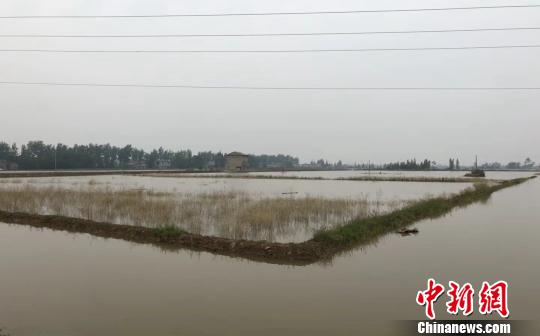 南县拥有“稻虾共生”生态种养殖面积35万多亩 付敬懿 摄