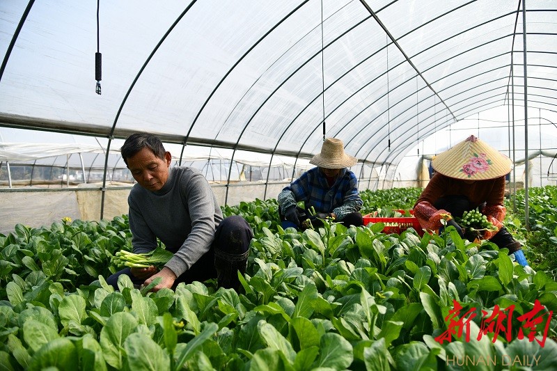 蔬菜合作社直供