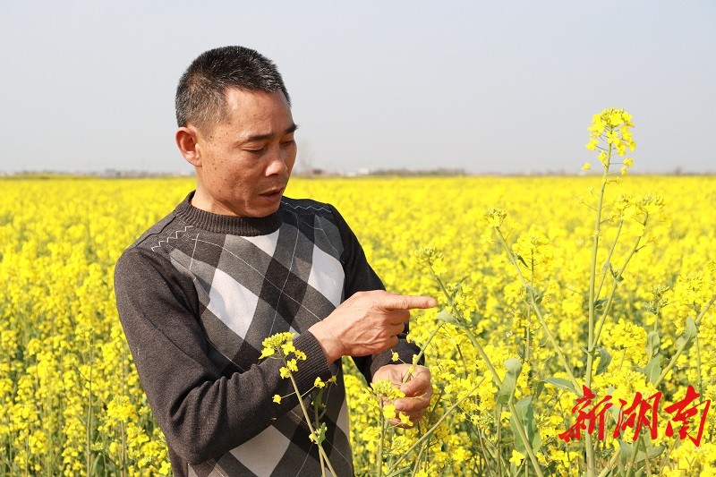 抢抓农时•春耕备播㉒｜科学耕种！汨罗油菜迎丰收