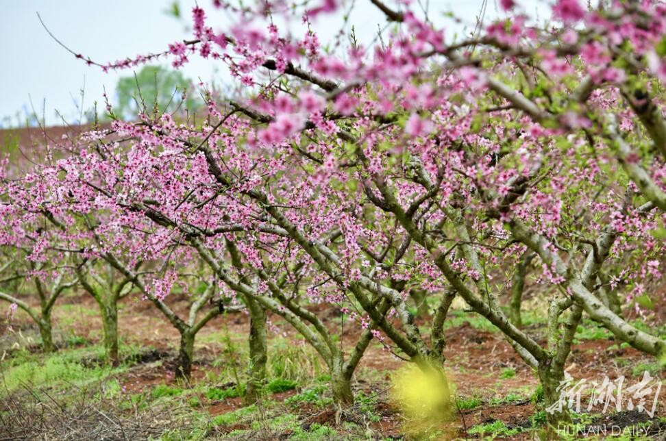 湘阴桃李芬芳踏春季｜荒山变果园，惹得游人醉