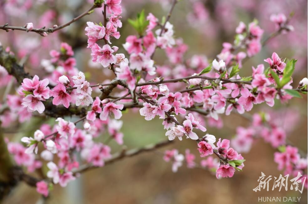 湘阴桃李芬芳踏春季｜荒山变果园，惹得游人醉