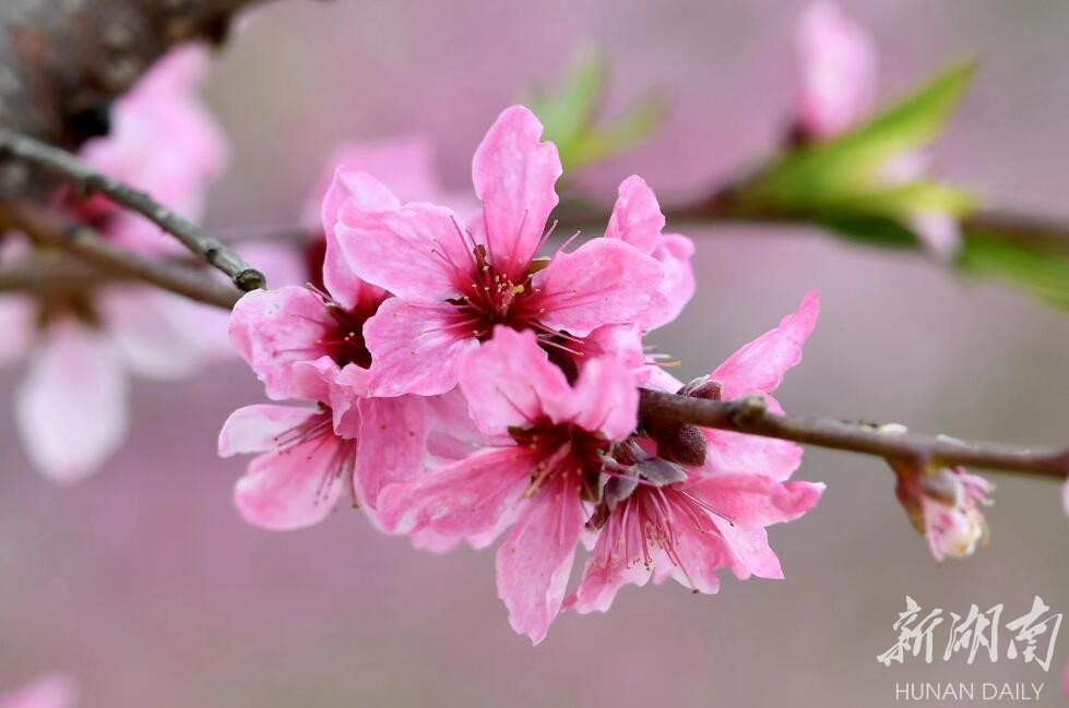 湘阴桃李芬芳踏春季｜荒山变果园，惹得游人醉