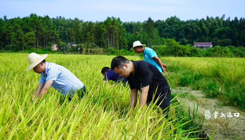 渌口区：又“稻”一年丰收季3.png