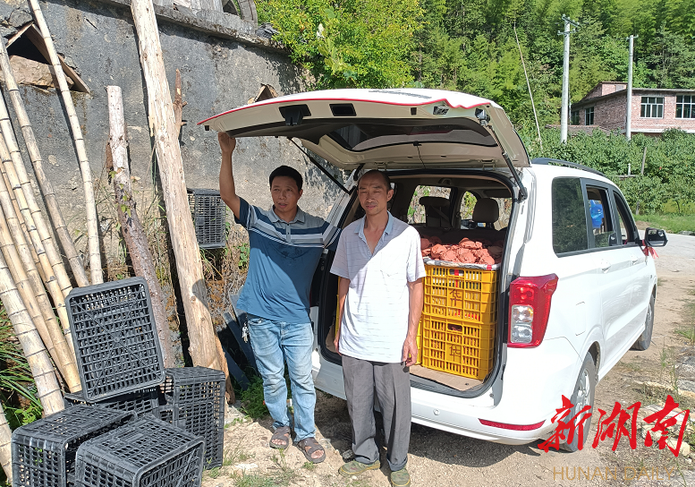 “村民的黄桃卖完，我才放心卖自家的”