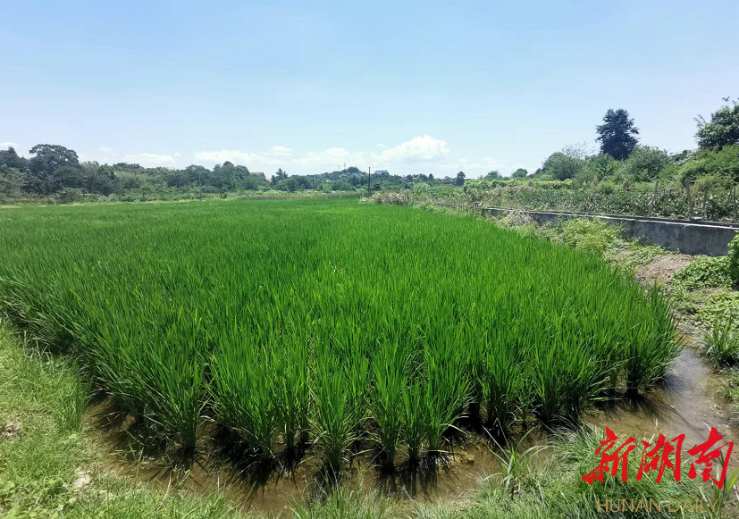 “湘东粮仓”新三景——看攸县如何扛稳粮食安全担子