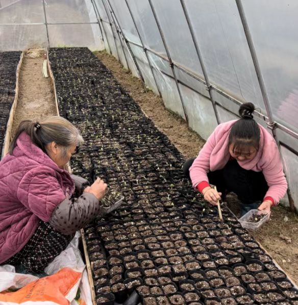 白关丝瓜开始大批育苗  今年头一批预计五月中旬上市